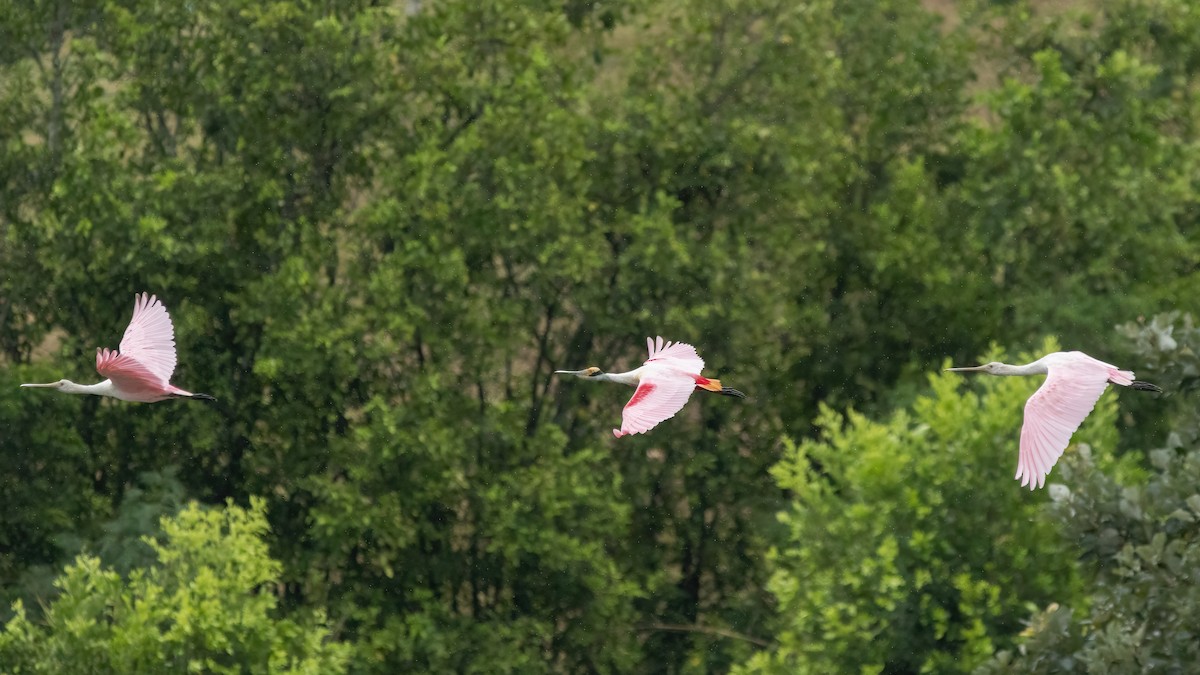 Roseate Spoonbill - ML630551570