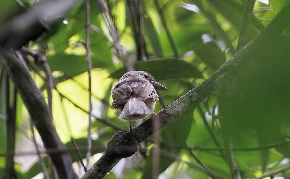 Eastern Olivaceous Flatbill - ML630551613