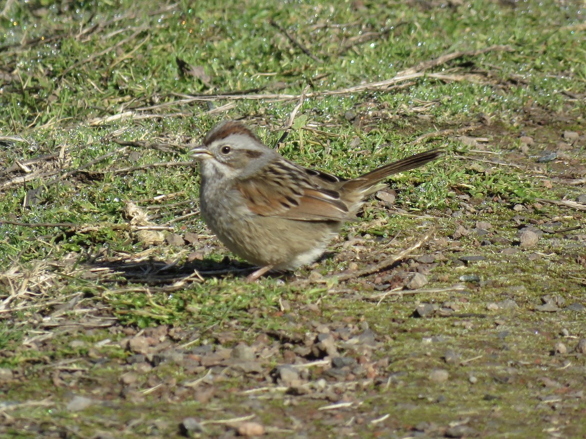 Swamp Sparrow - ML630551935