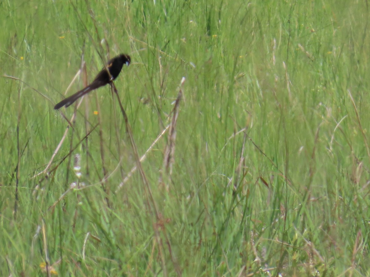 Marsh Widowbird - ML630551983