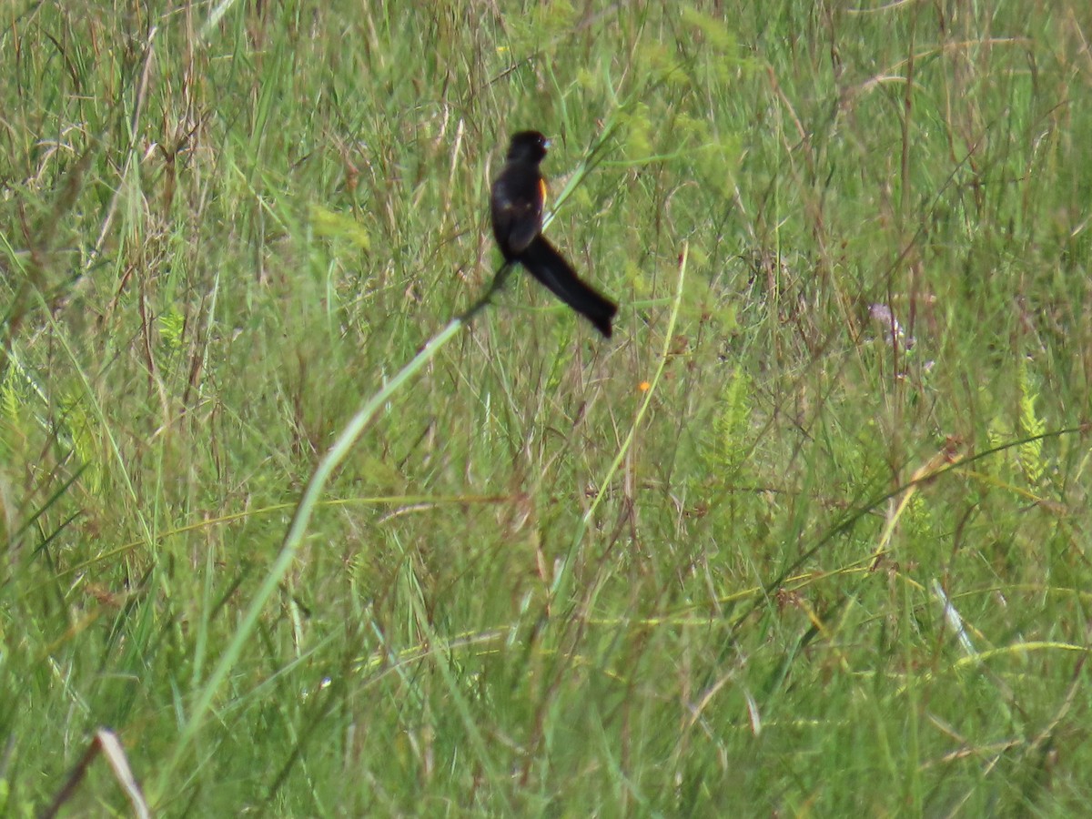Marsh Widowbird - ML630551985