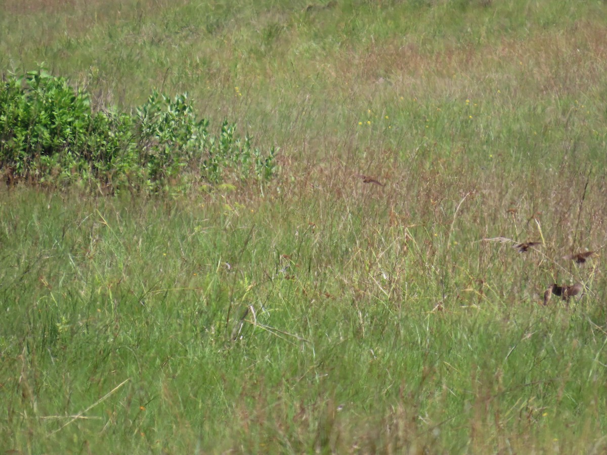 Marsh Widowbird - ML630551986