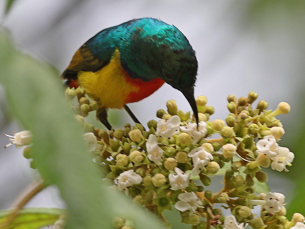 Regal Sunbird - ML630551997