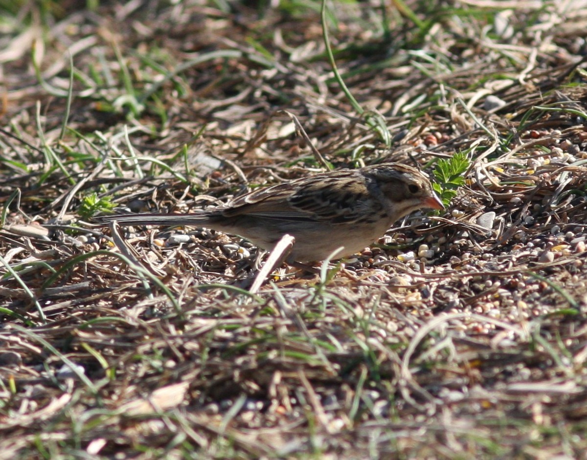 Clay-colored Sparrow - ML630552013
