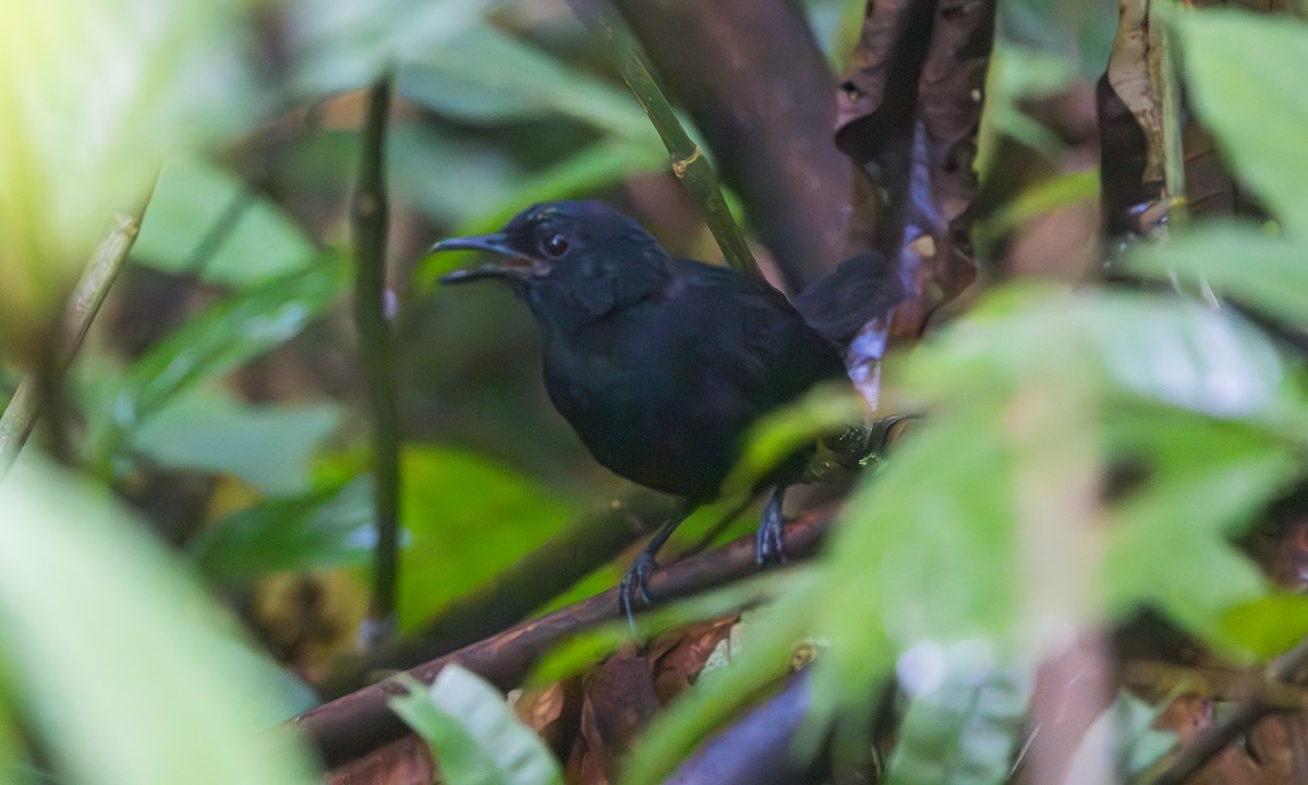 Stub-tailed Antbird - ML630552056