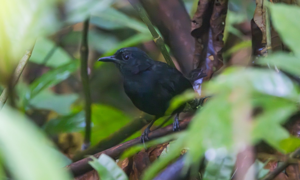 Stub-tailed Antbird - ML630552057