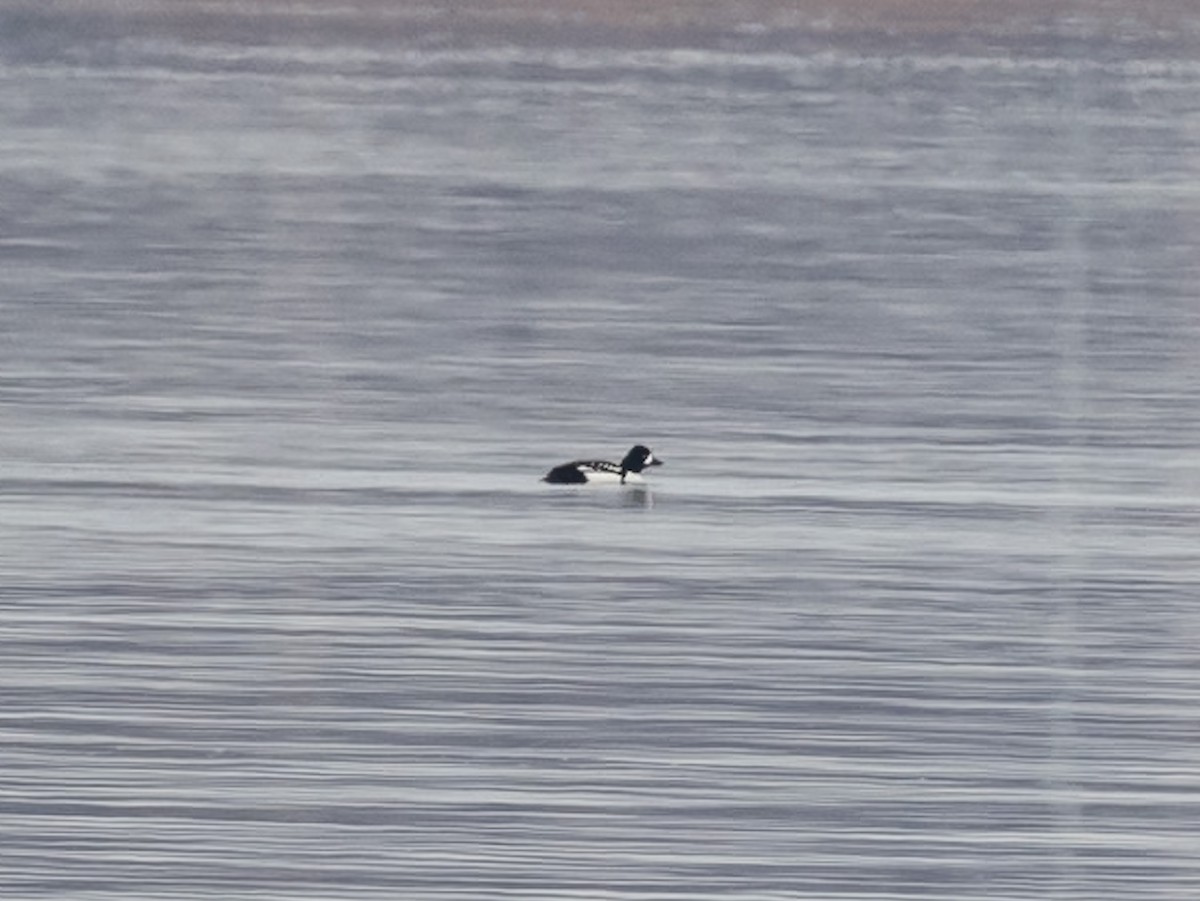 Barrow's Goldeneye - ML630552137