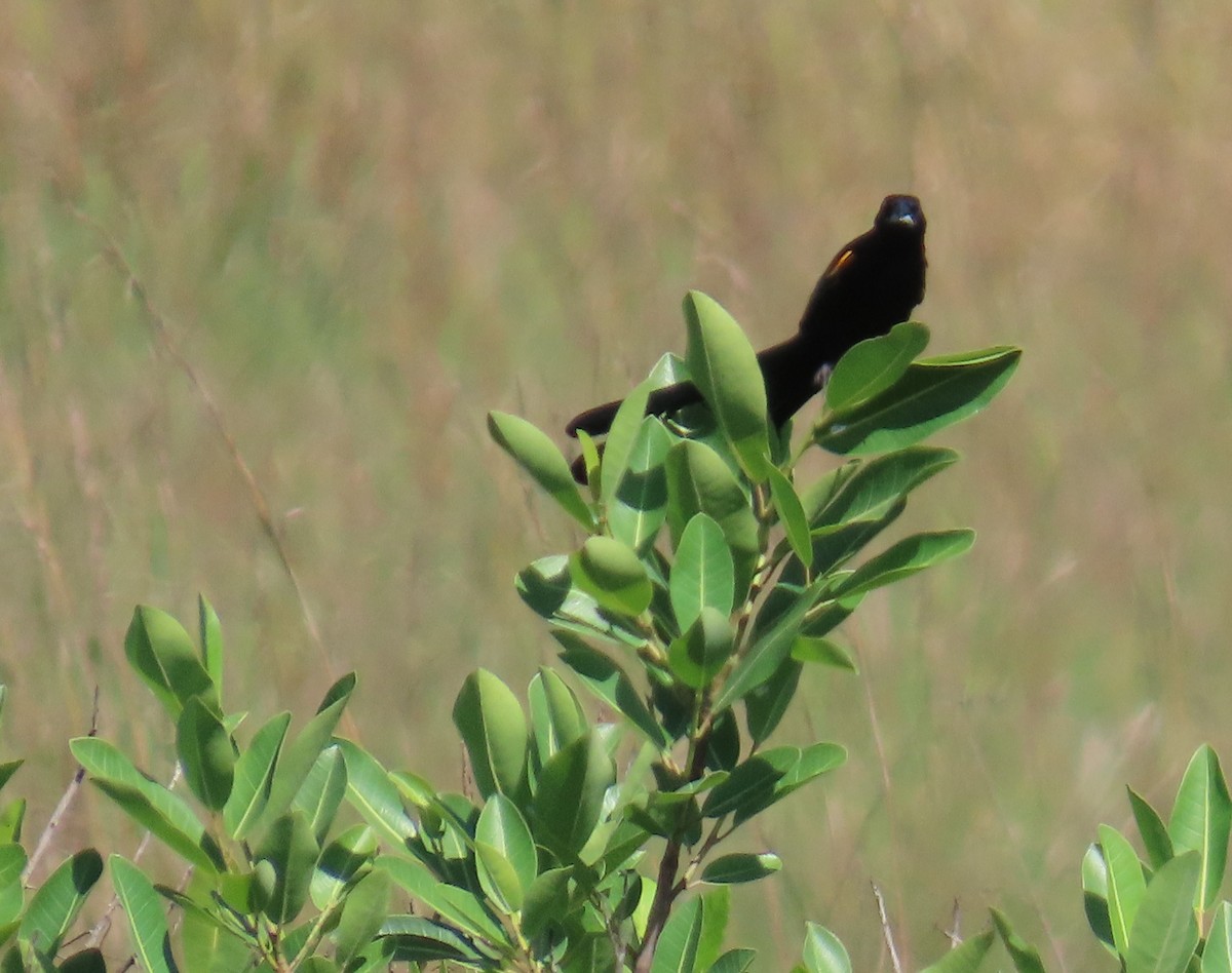 Marsh Widowbird - ML630552209