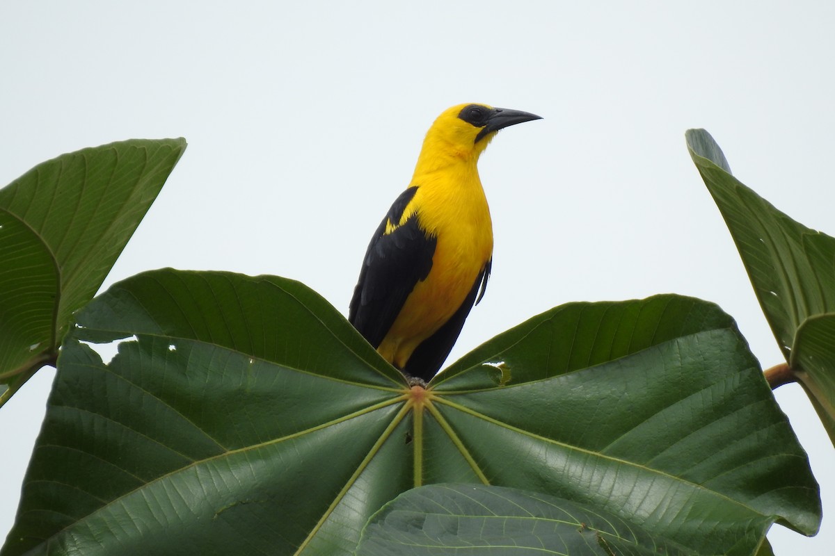 Oriole Blackbird - ML630552229