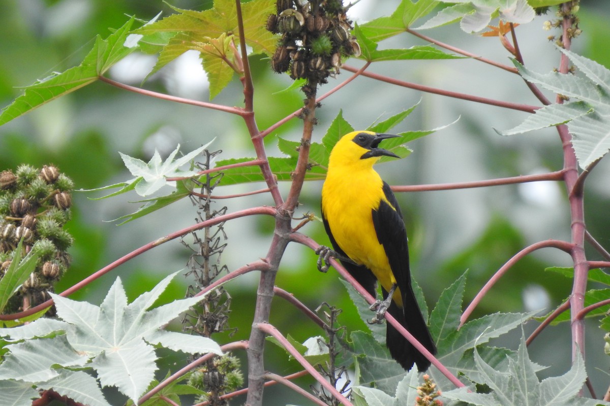 Oriole Blackbird - ML630552240