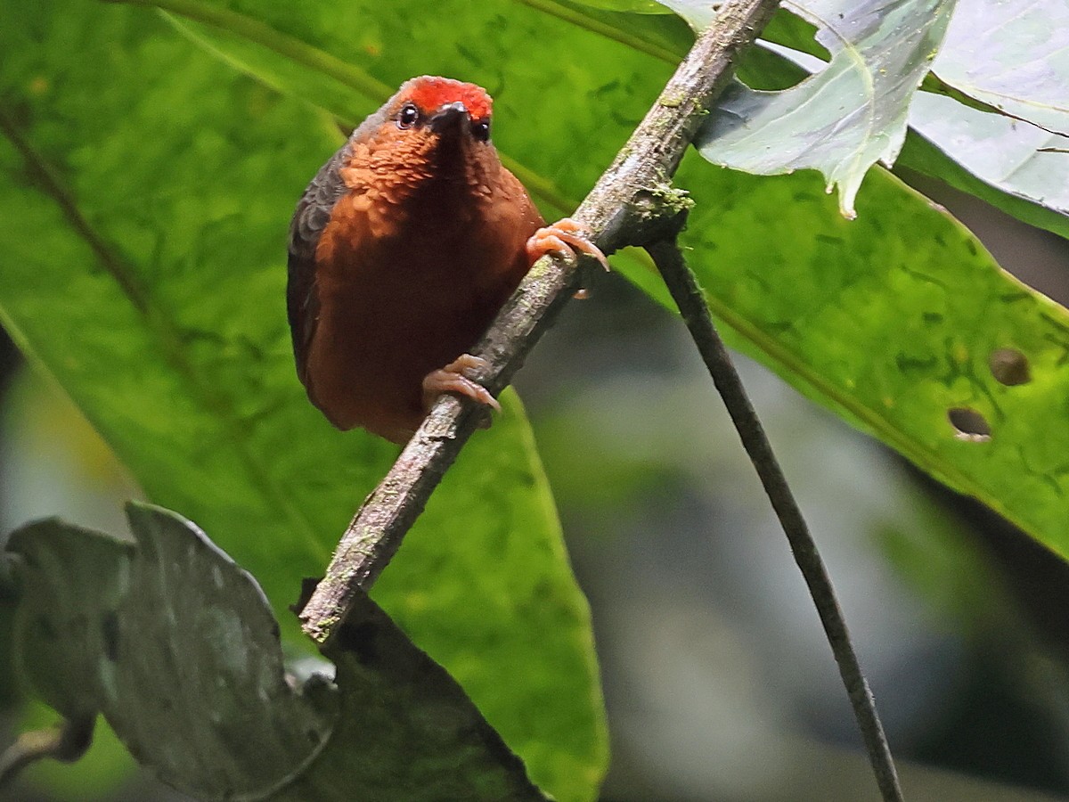 Jameson's Antpecker - ML630552266