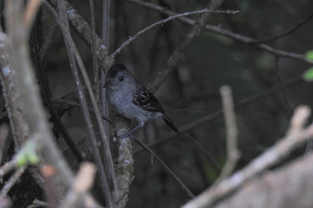 Northern Slaty-Antshrike (Peruvian) - ML630552313
