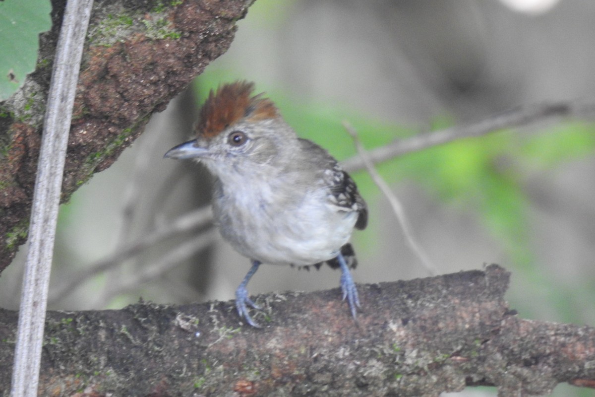 Northern Slaty-Antshrike (Peruvian) - ML630552317