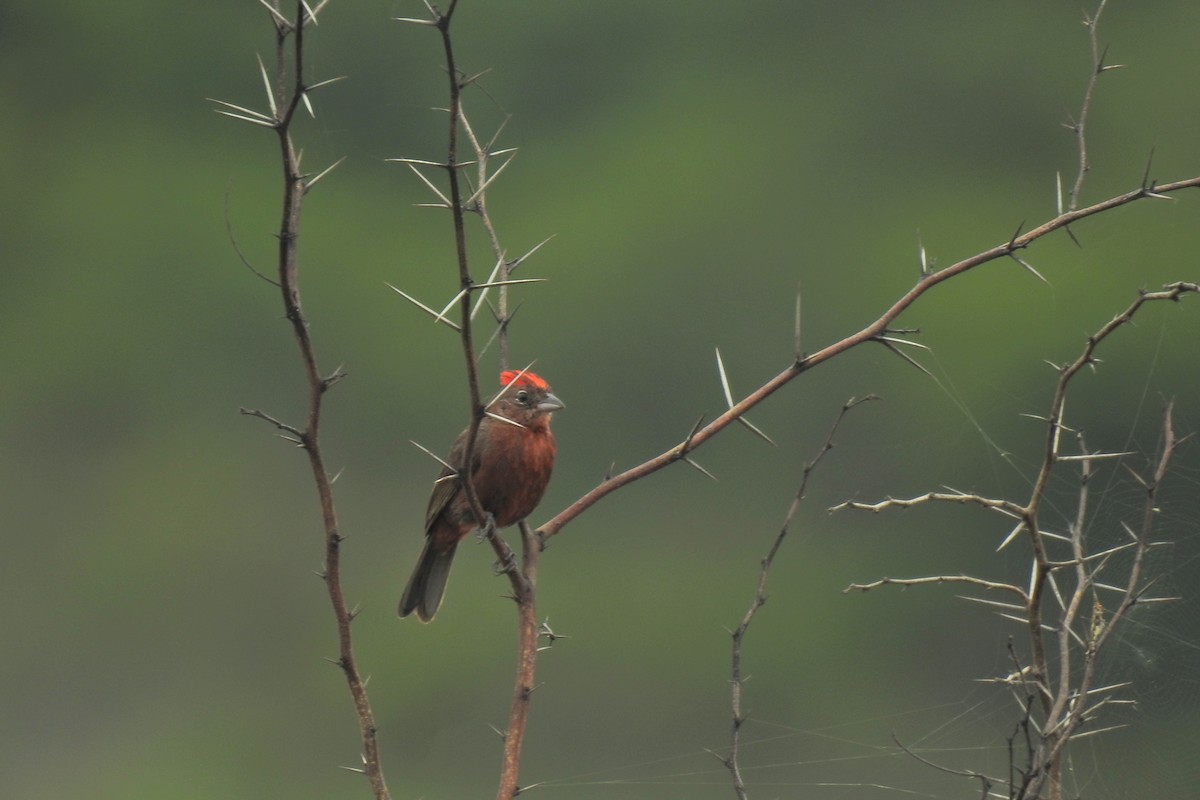Red-crested Finch - ML630552382