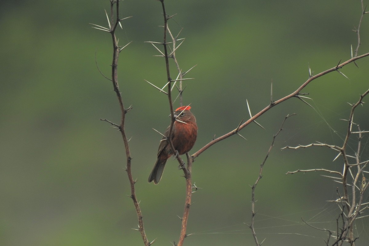 Red-crested Finch - ML630552384