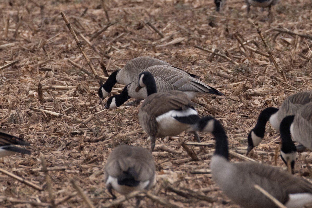 Cackling Goose (Richardson's) - ML630552420