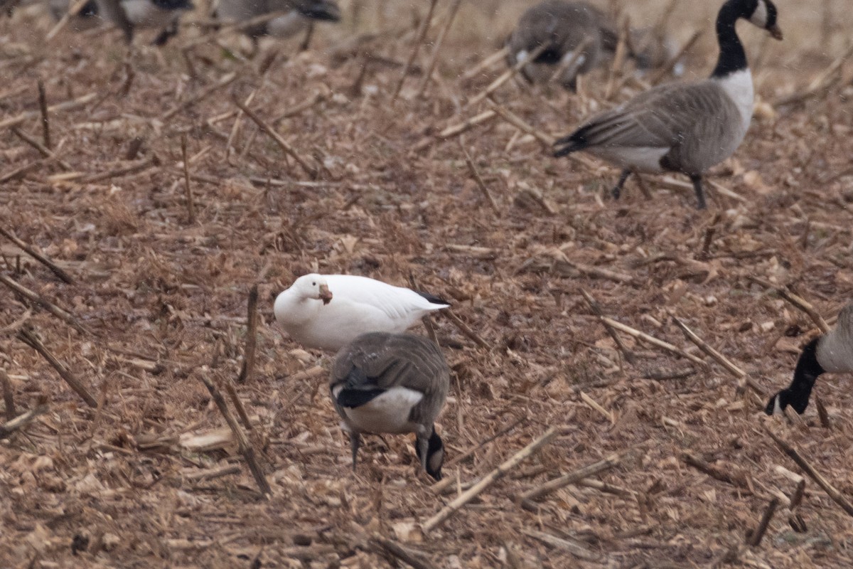 Ross's Goose - ML630552423