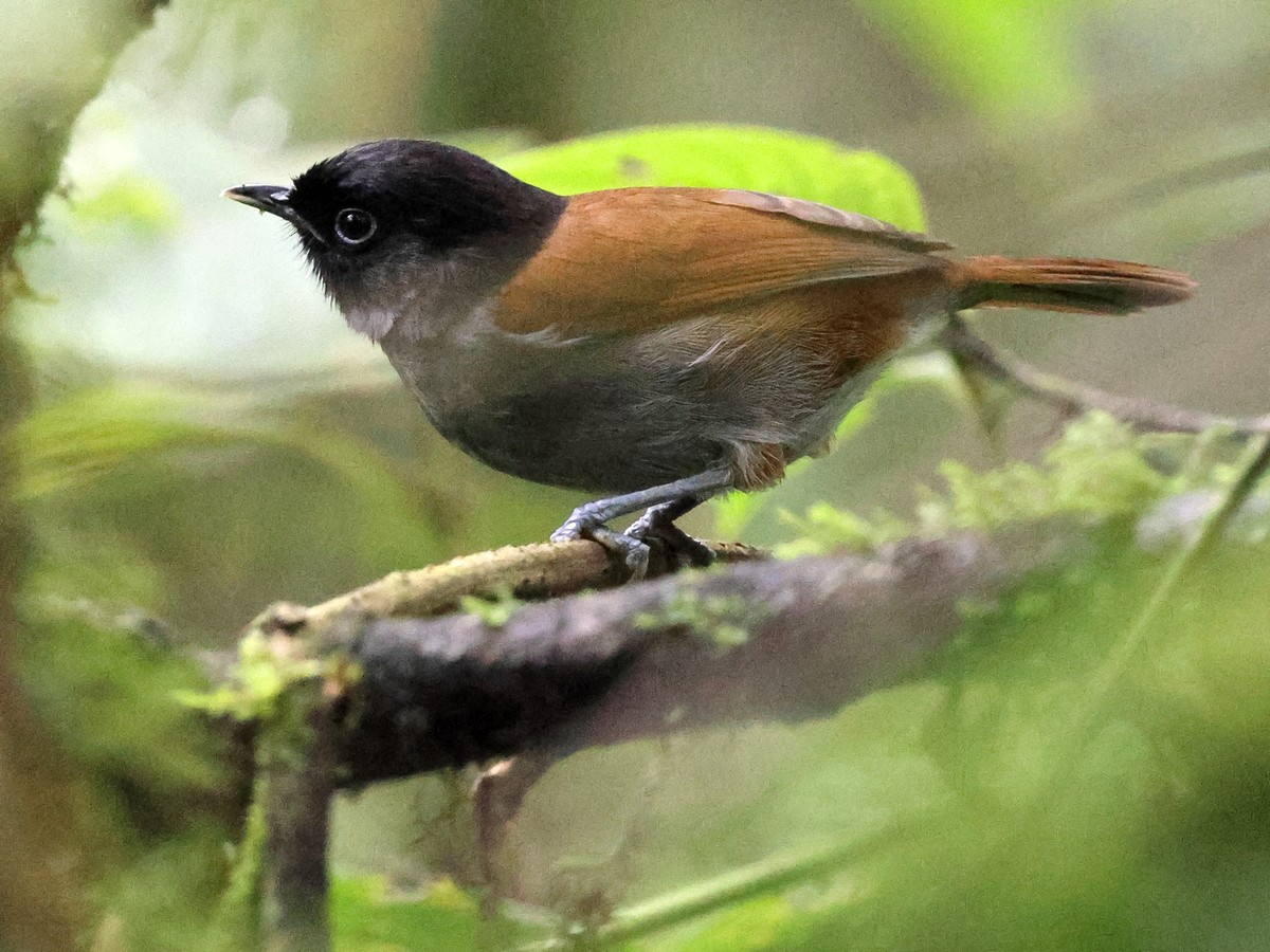 Rwenzori Hill Babbler - ML630552546