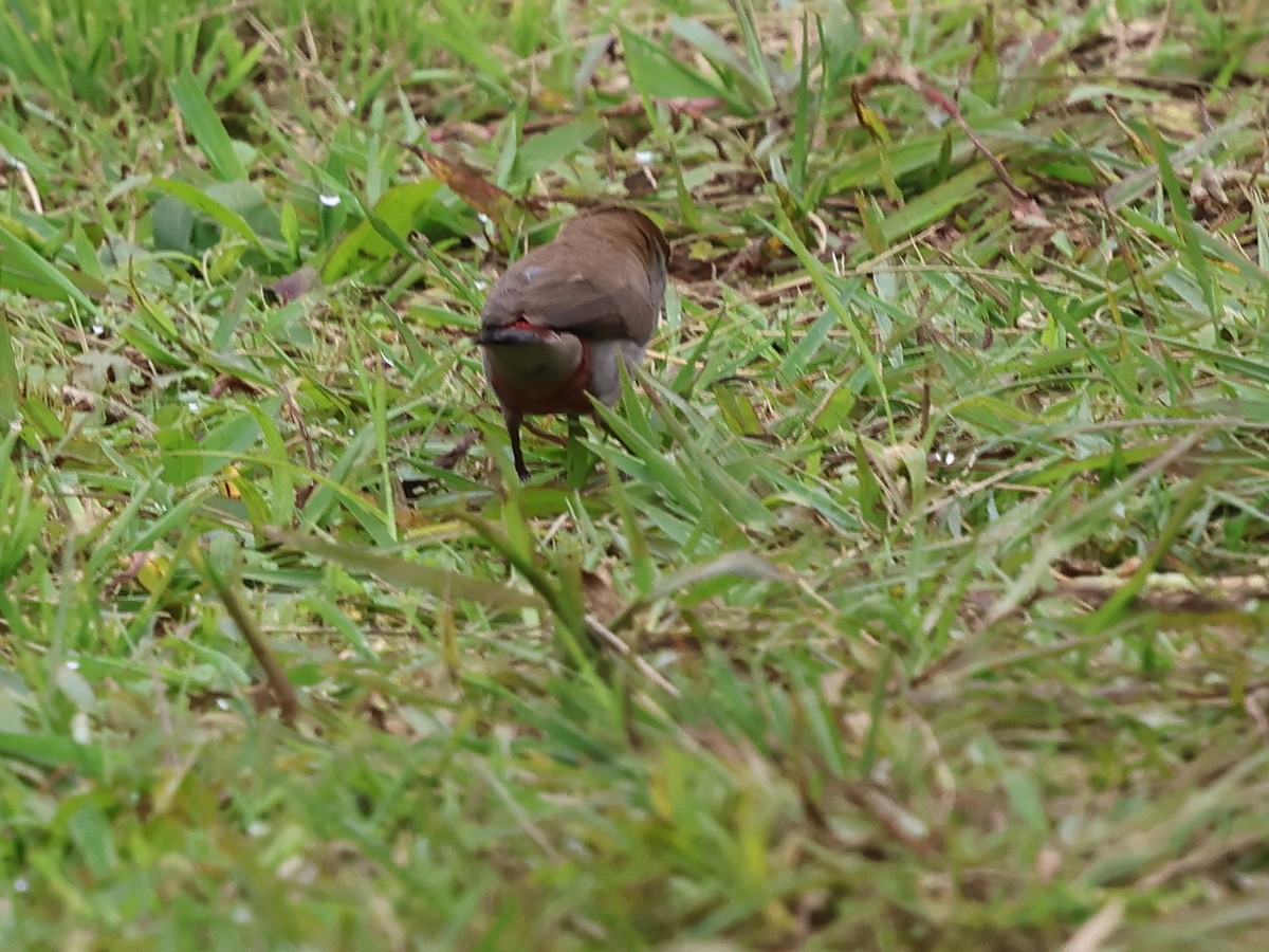 Fawn-breasted Waxbill (Fawn-breasted) - ML630552554