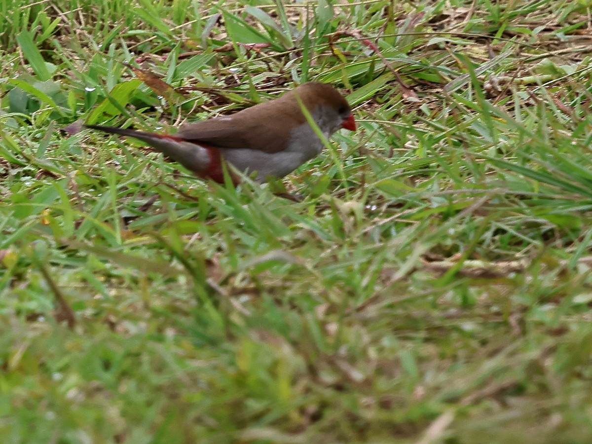Fawn-breasted Waxbill (Fawn-breasted) - ML630552555