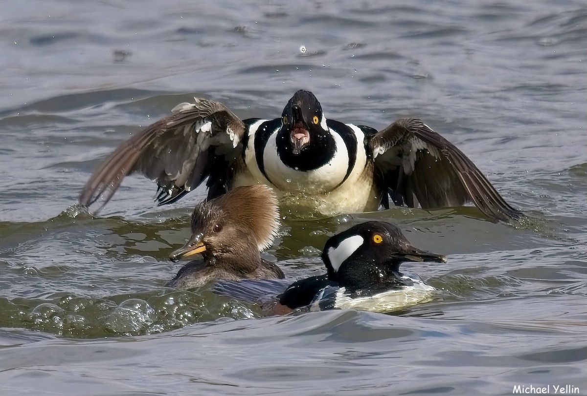 Hooded Merganser - ML630552762