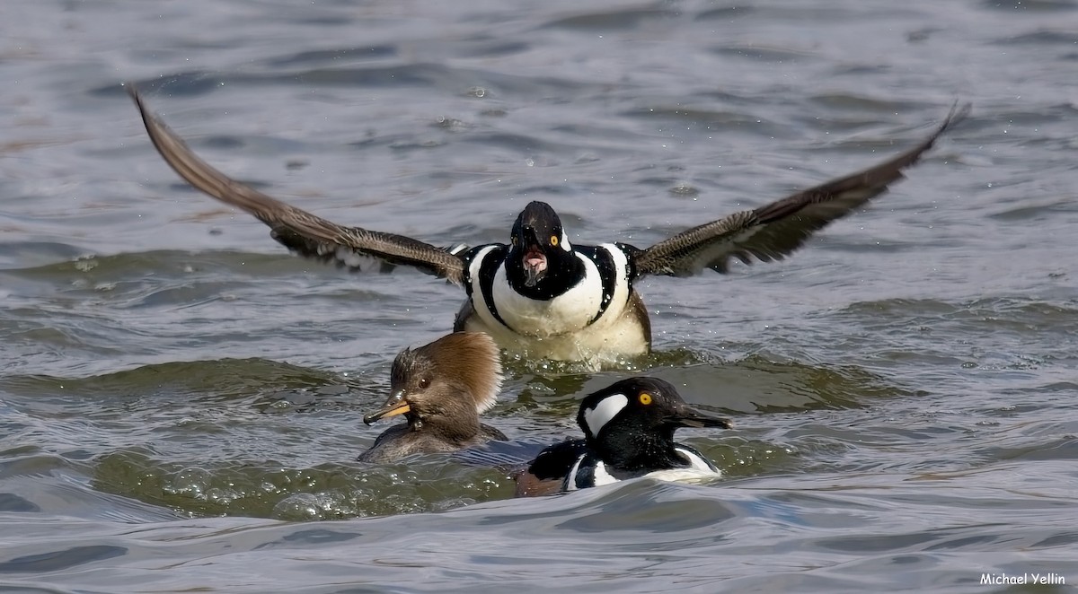 Hooded Merganser - ML630552771