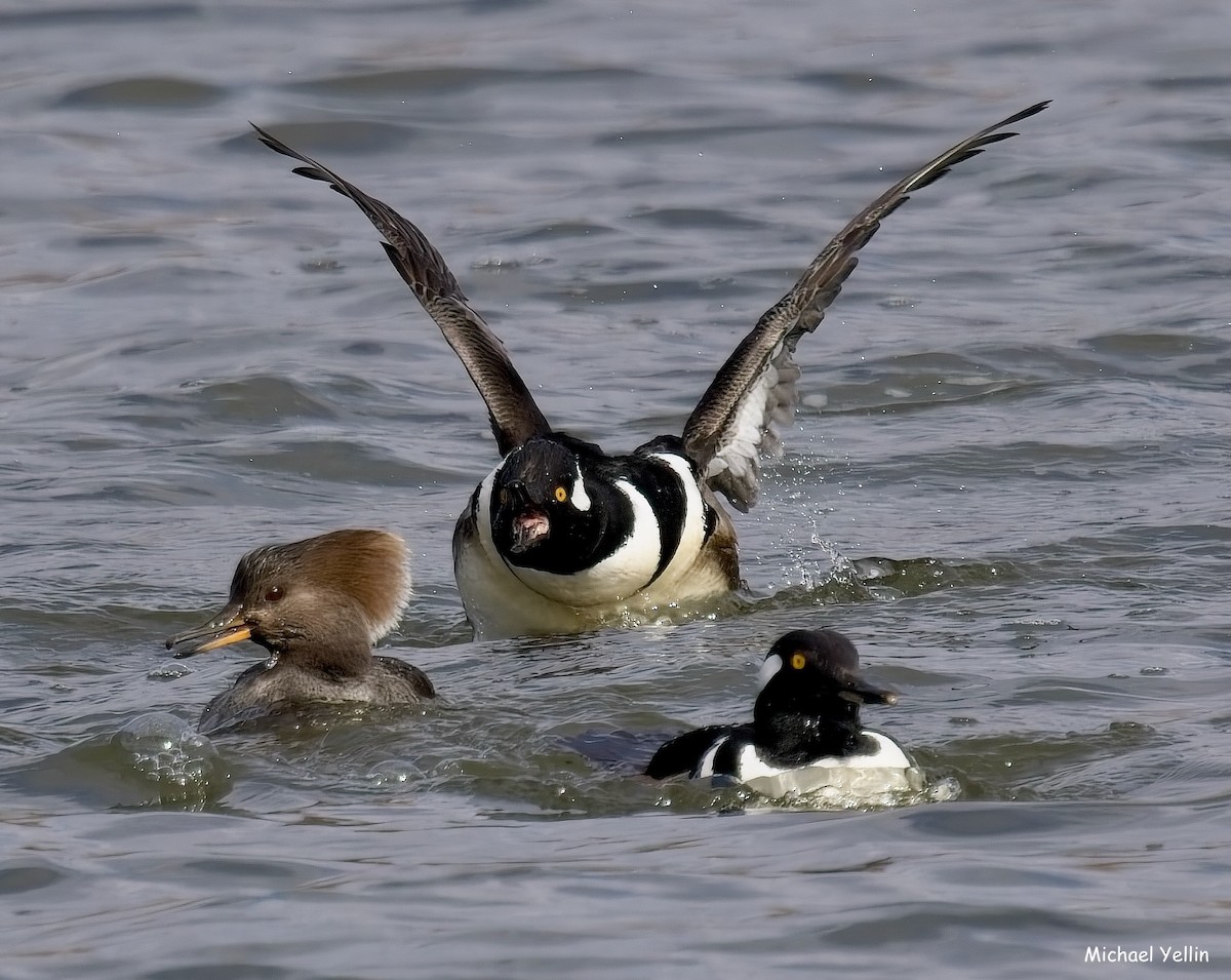 Hooded Merganser - ML630552776