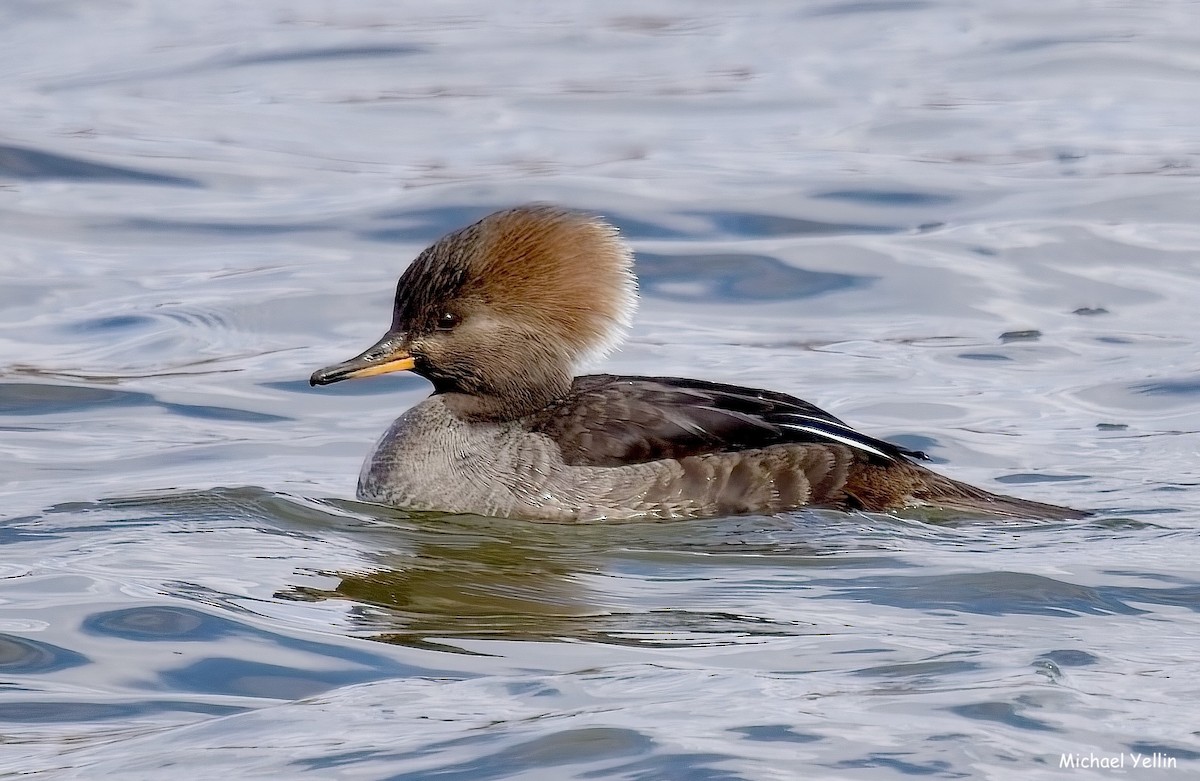 Hooded Merganser - ML630552786
