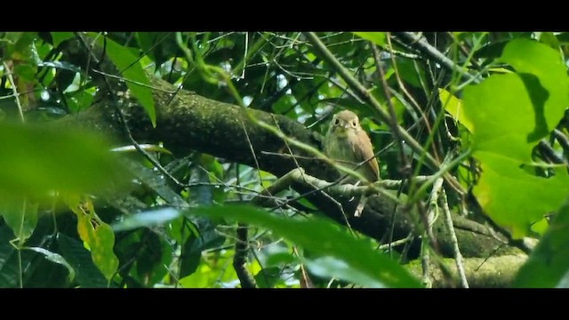White-throated Spadebill - ML630552828