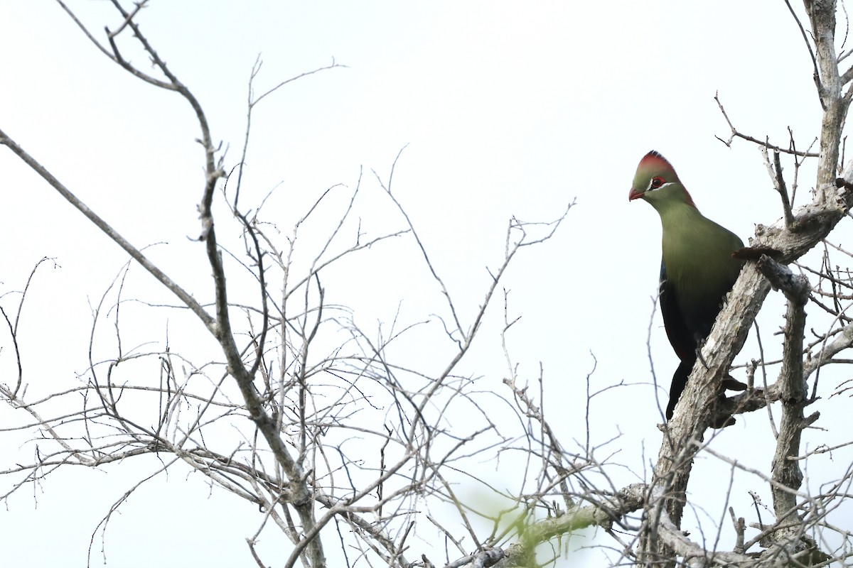 Fischer's Turaco - ML630552866