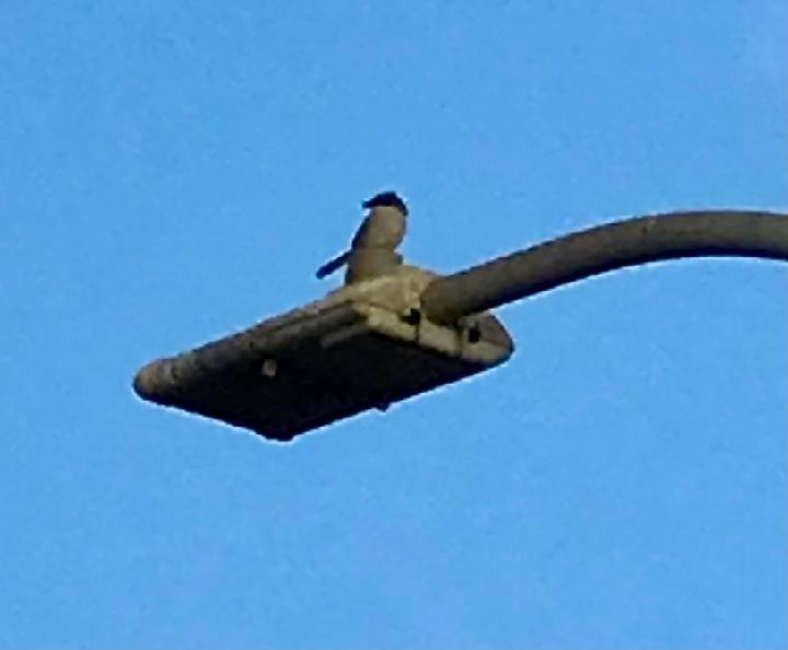 Loggerhead Shrike - ML630553176