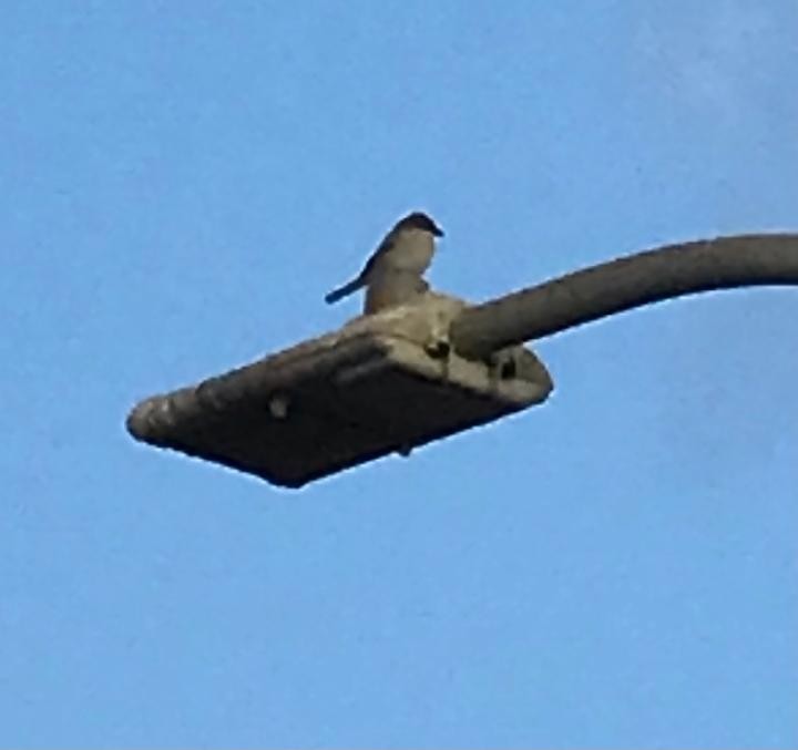 Loggerhead Shrike - ML630553177