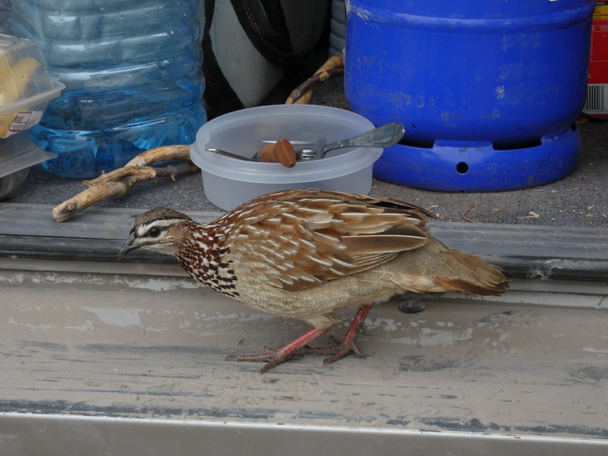 Francolin huppé - ML630553362