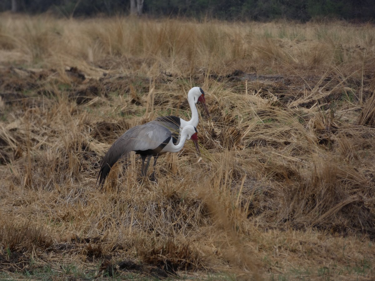 Wattled Crane - ML630553678