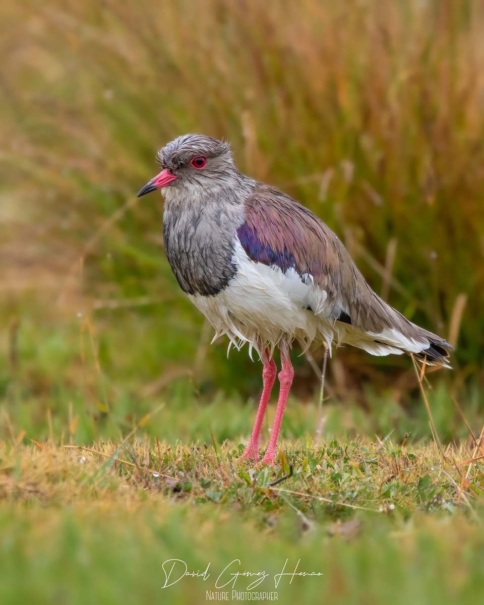 Andean Lapwing - ML630554034