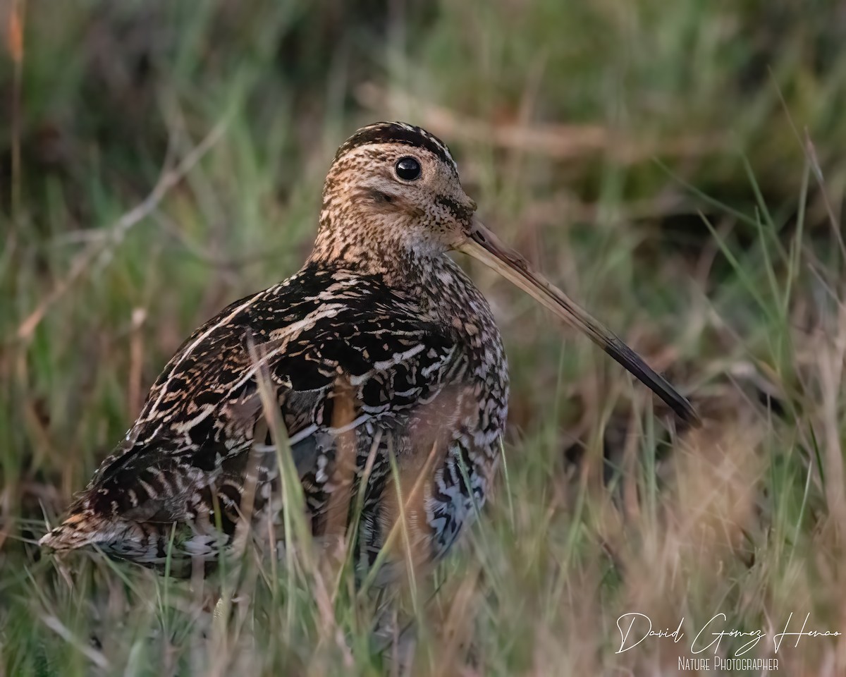 Noble Snipe - ML630554048