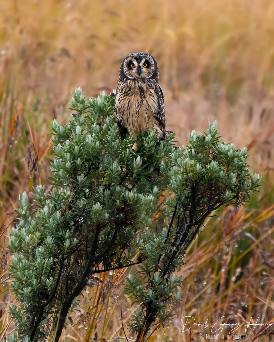 Short-eared Owl - ML630554063