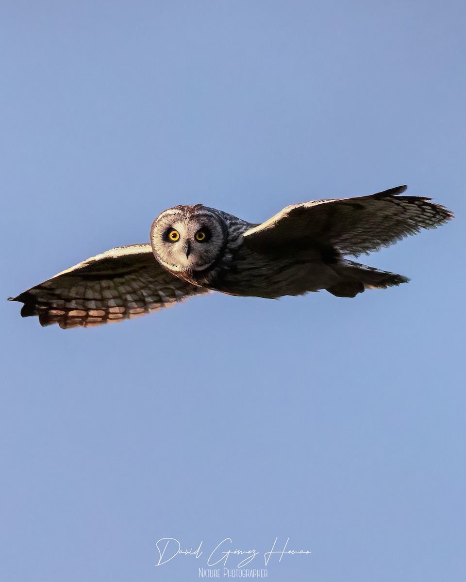 Short-eared Owl - ML630554064