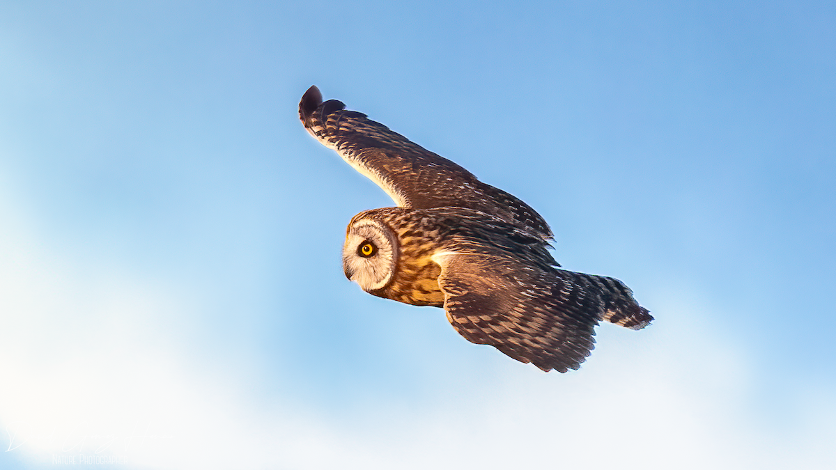 Short-eared Owl - ML630554065