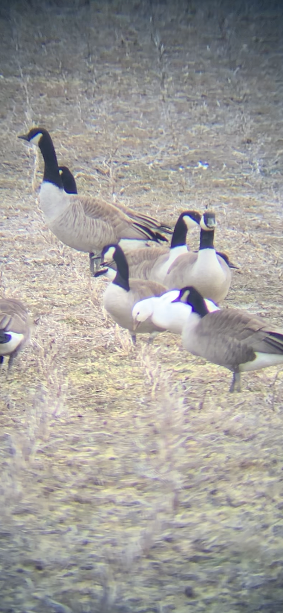 Snow Goose - ML630554146