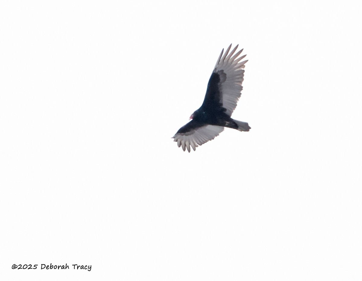 Turkey Vulture - ML630554160