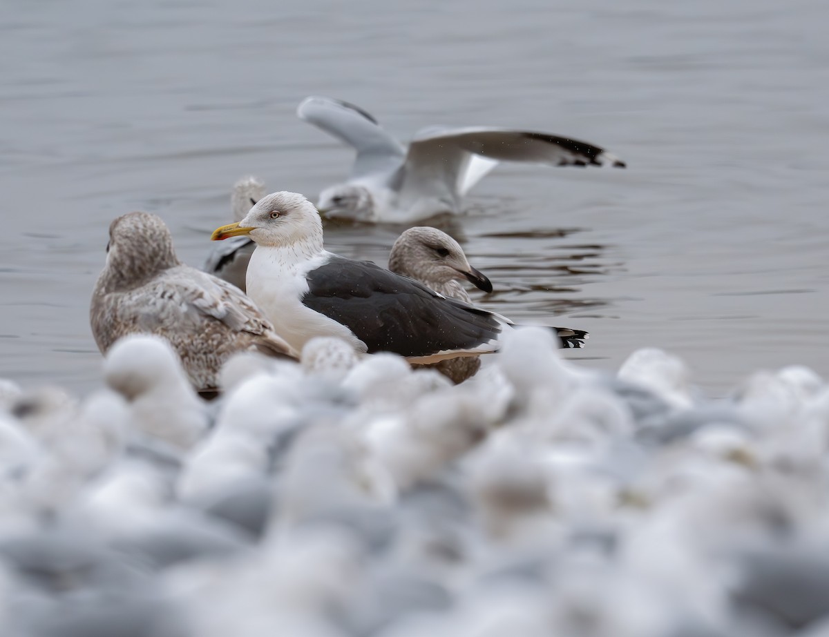 Lesser Black-backed Gull - ML630554333