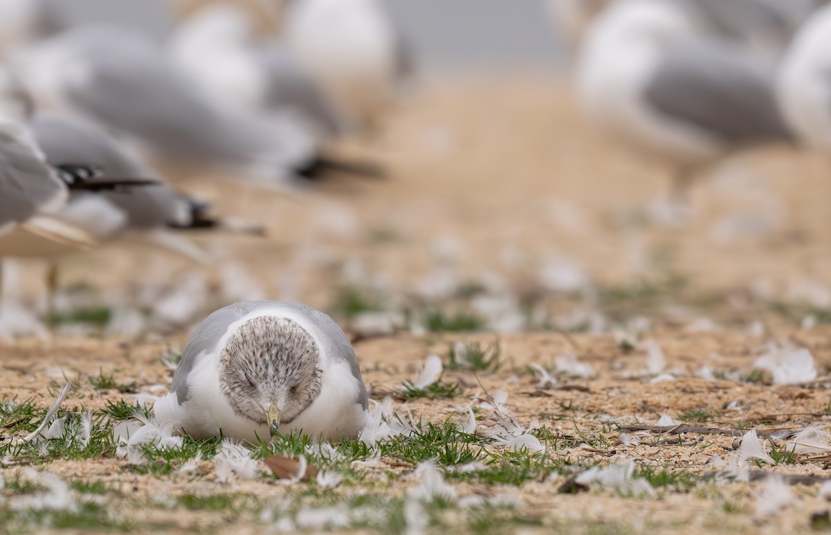 Ring-billed Gull - ML630554724