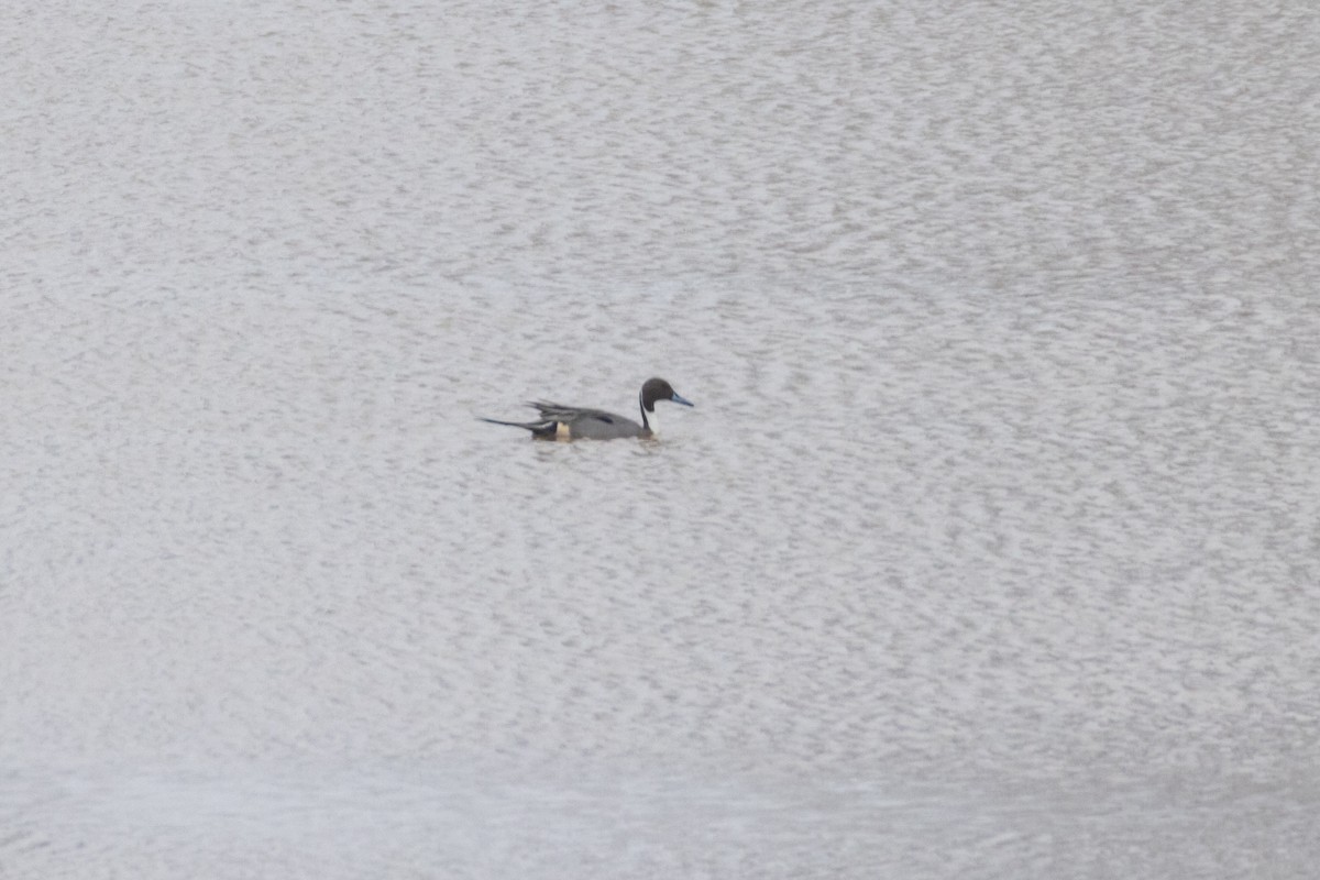 Northern Pintail - ML630554788