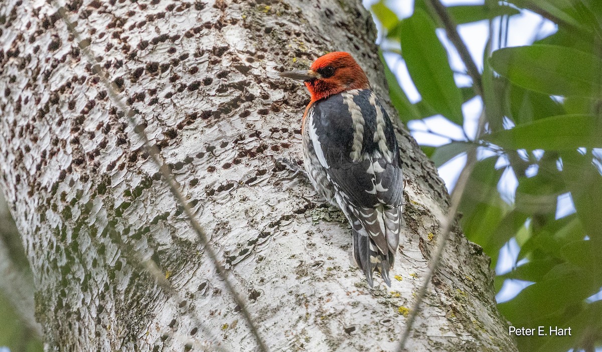 Red-breasted Sapsucker - ML630555055