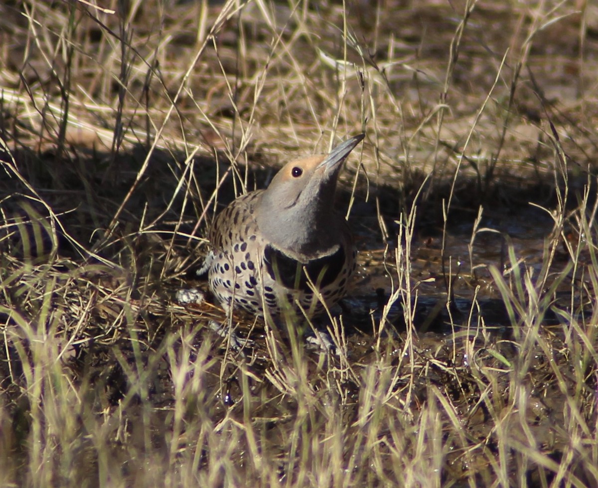 Northern Flicker (Red-shafted) - ML630555202
