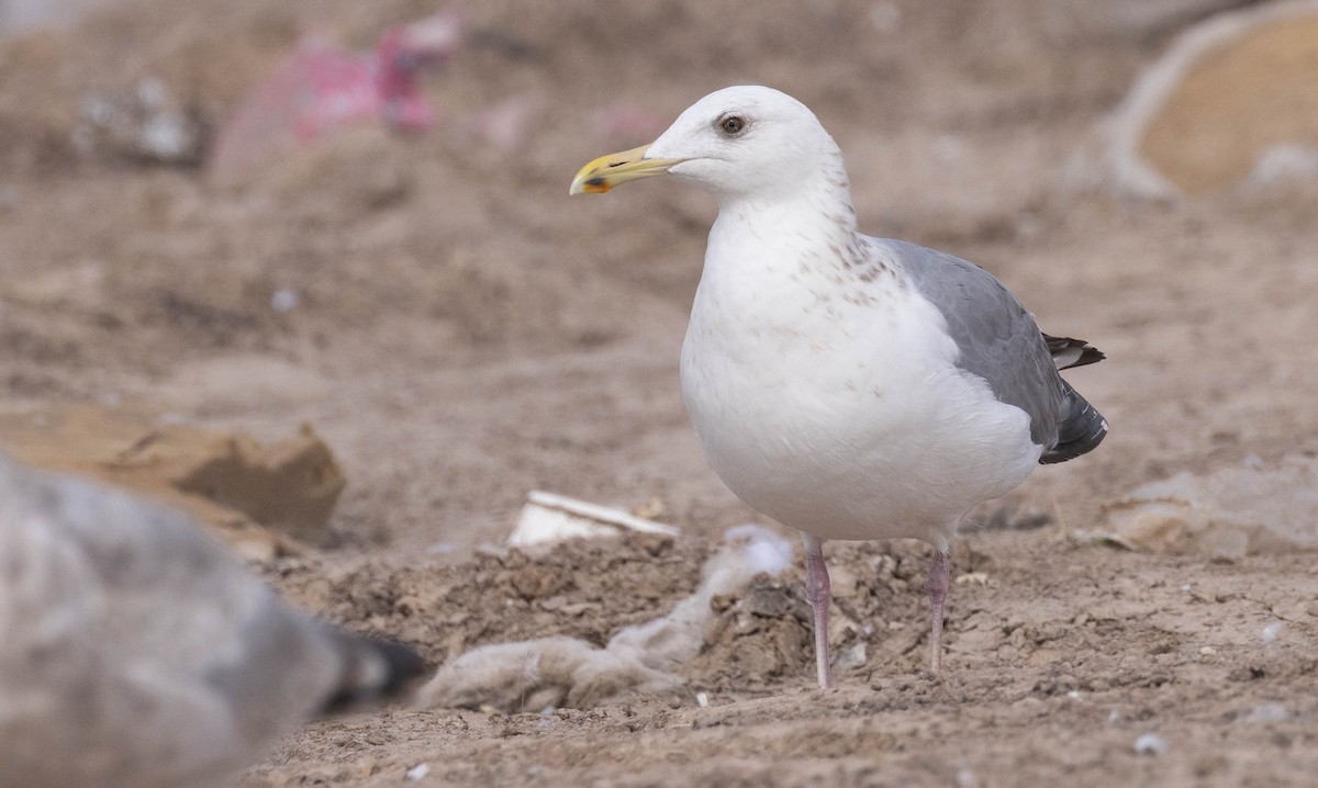 Vega Gull - ML630555601
