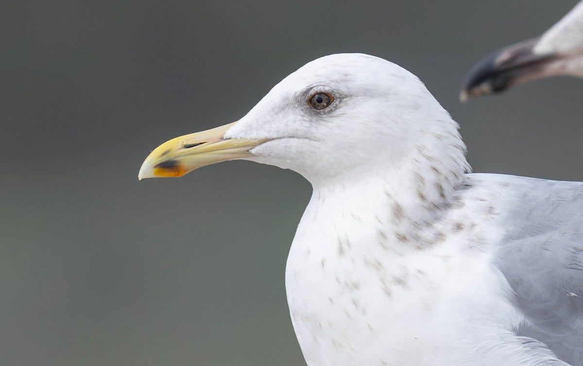 Vega Gull - ML630555602