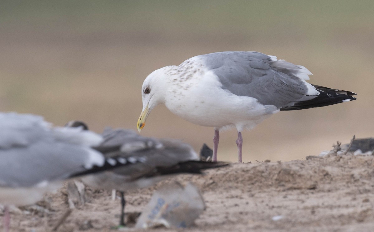 Vega Gull - ML630555603
