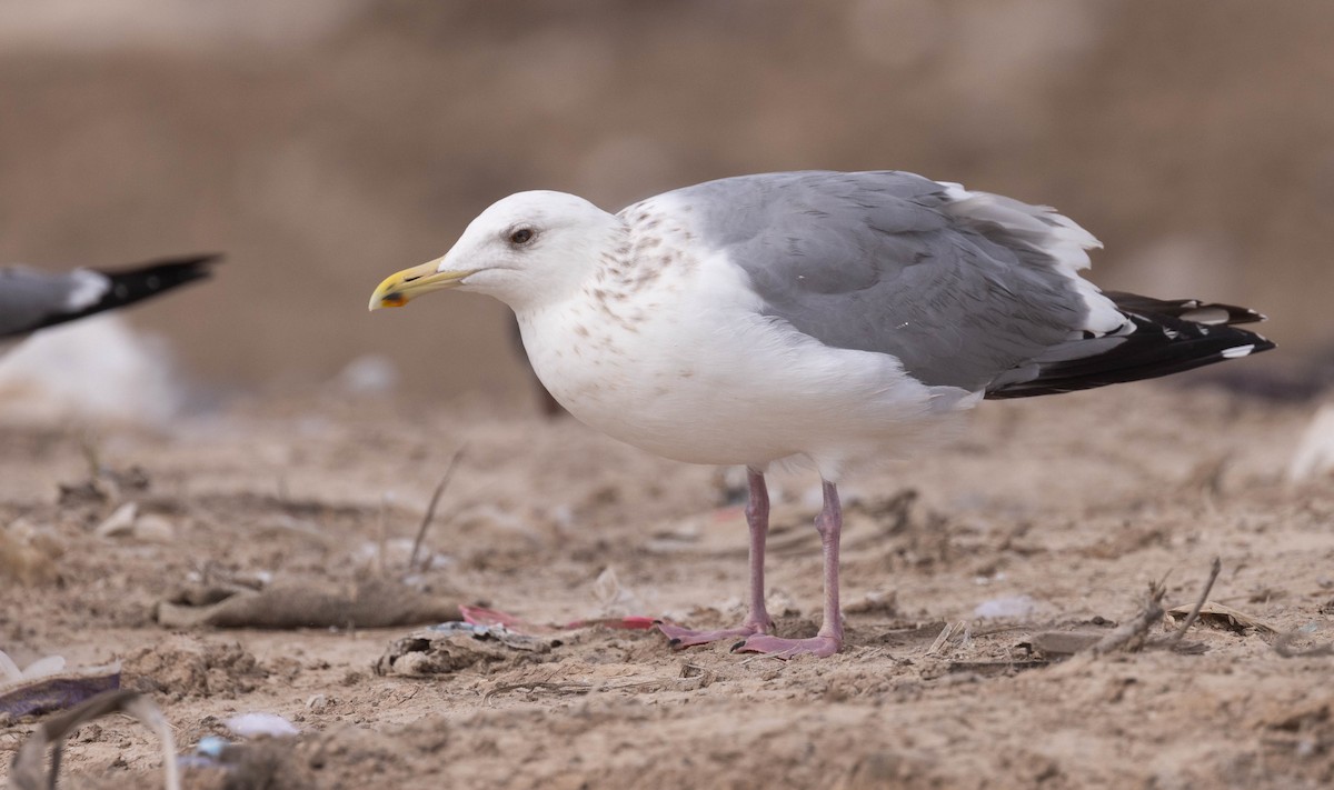 Vega Gull - ML630555604